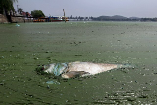 Green Yangtze